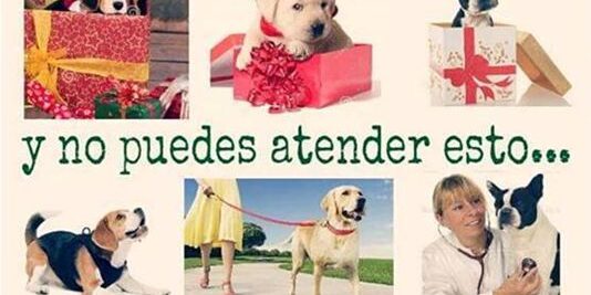 _Temas de interés – Regalar un perro por Navidad