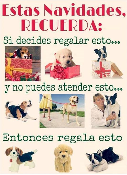 _Temas de interés – Regalar un perro por Navidad